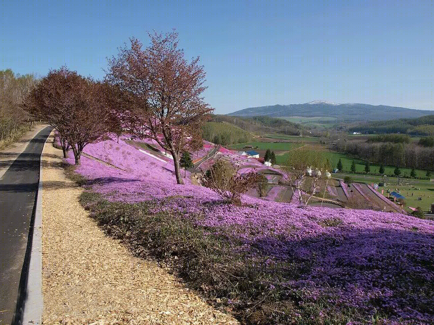 日本北海道芝樱公园-35