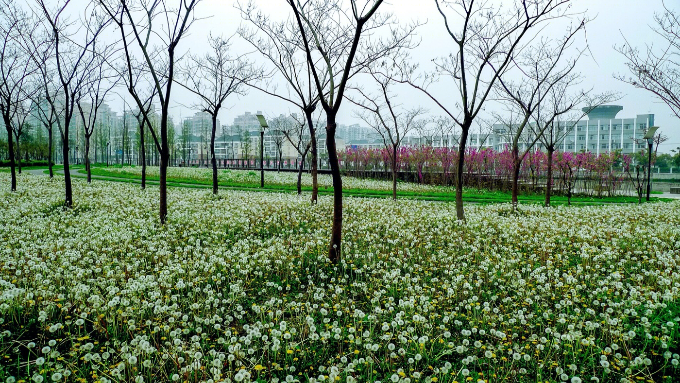 上海青浦南京公园-32