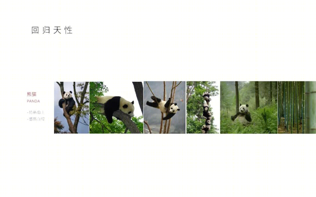 熊猫主题的“卧云台”丨中国四川丨小隐建筑-37