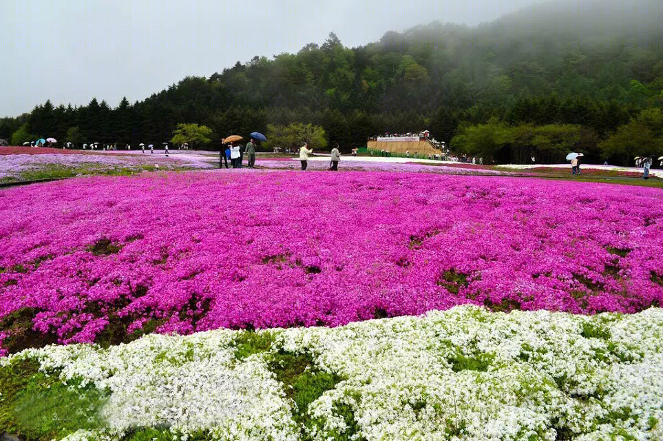 日本北海道芝樱公园-37