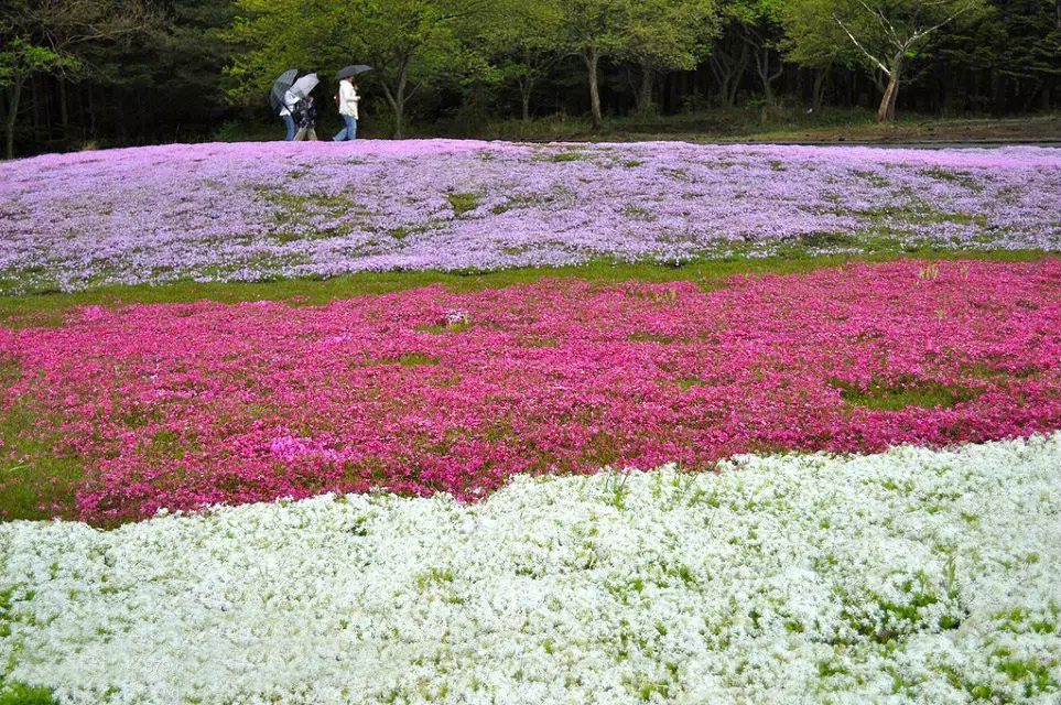 日本北海道芝樱公园-38