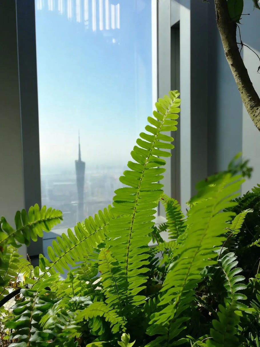 广州东塔(周大福金融中心)丨中国广州丨泰国P Landscape,广州普邦园林股份有限公司-66