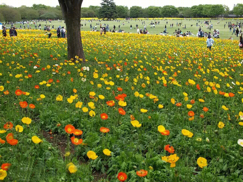 日本北海道芝樱公园-43