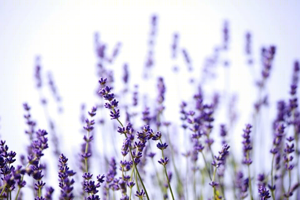 英国Mayfield薰衣草农场-51