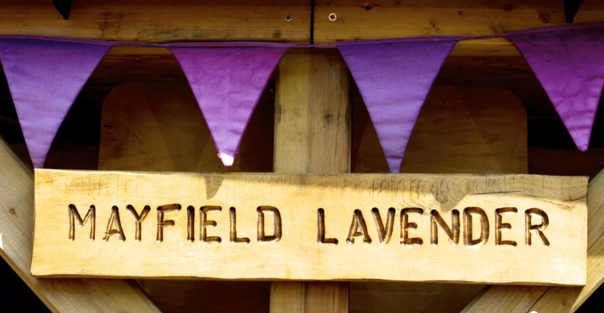 英国Mayfield薰衣草农场-52