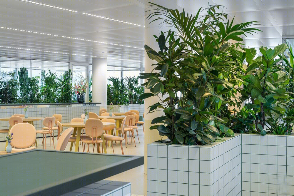 乌得勒支绿植办公室-5