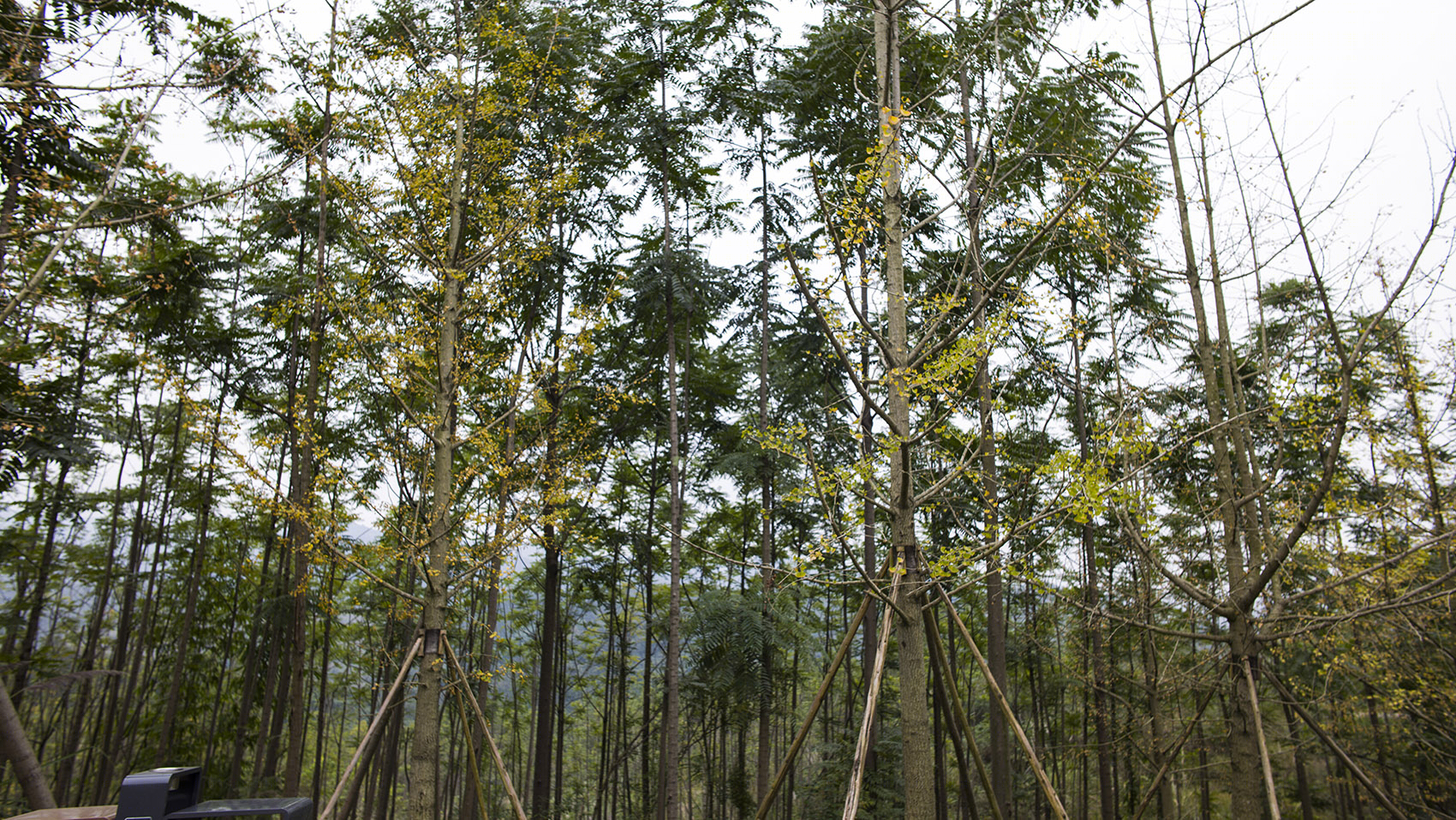 成都天府·万科城大坡顶公园丨中国成都丨ZAP ASSOCIATES-178