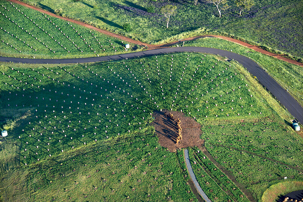 堪培拉国家植物园(National Arboretum Canberra)-21