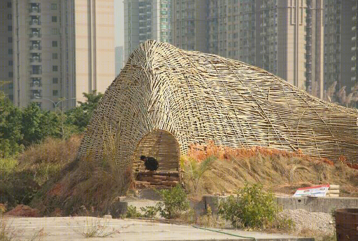 深圳昆虫的竹子景观-3